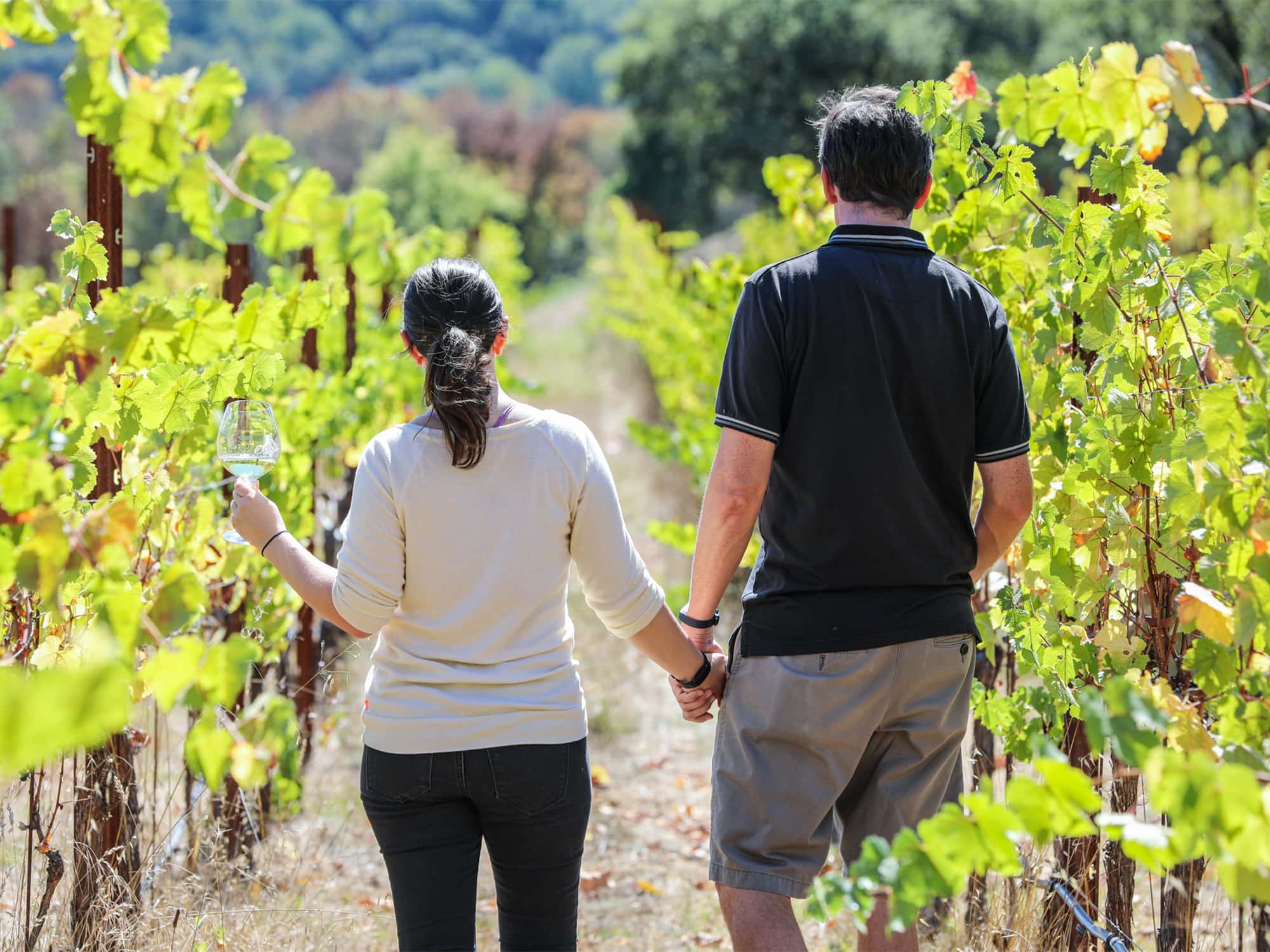 couple enjoying wine while walking in the vineyards of sonoma county