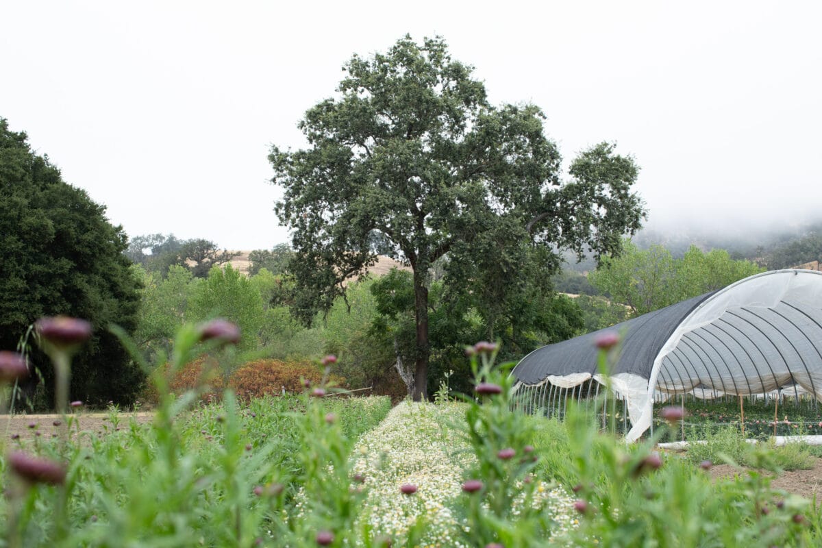 At Front Porch Farm in Healdsburg—Photo by Eileen Roche 