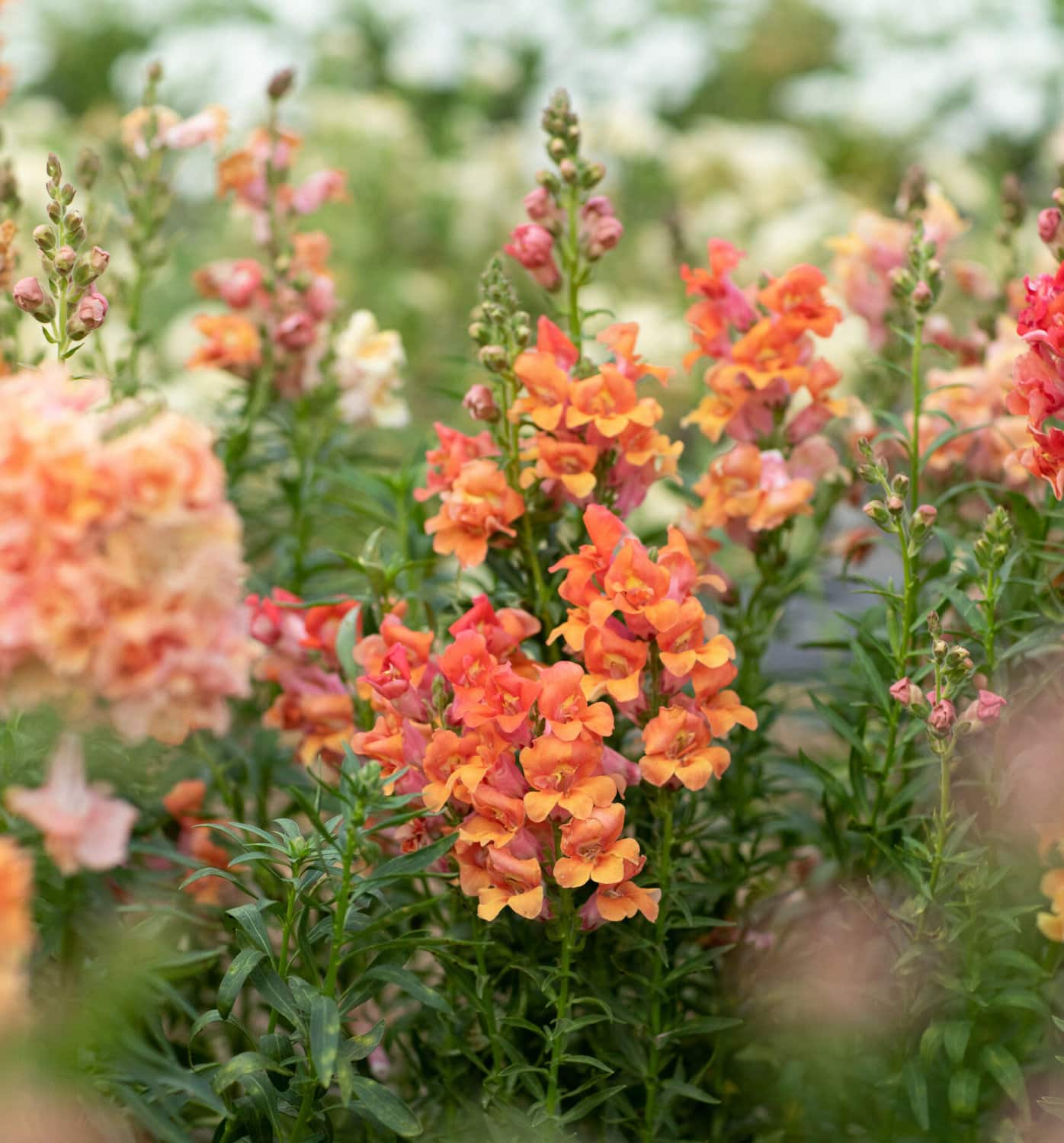 'Chantilly' Snapdragons at Front Porch Farm in Healdsburg—Photo by Eileen Roche