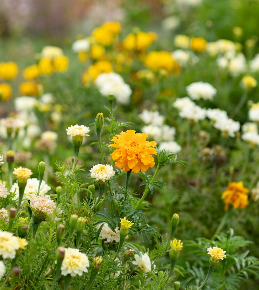 Zinnias at Front Porch Farm in Healdsburg—Photo by Eileen Roche 