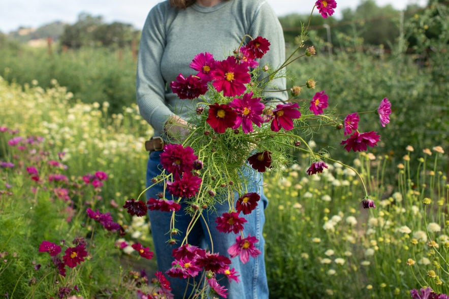 Zoe Hitcher harvesting cosmos at Front Porch Farm in Healdsburg—Photo by Eileen Roche