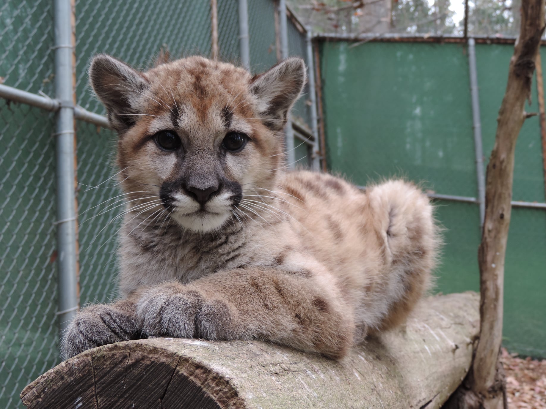 Mountain lion kitten at Sonoma County Wildlife Rescue Center 