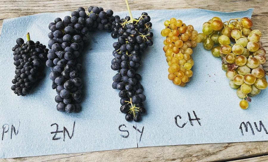 Grape clusters from Martinelli's 2021 harvest; Muscat of Alexandria is on the far right