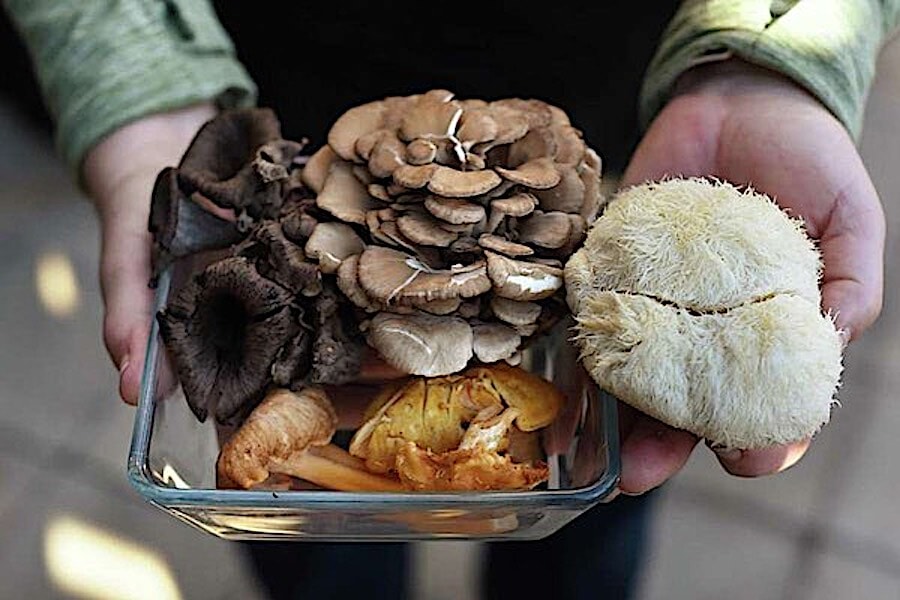 Mushrooms foraged from Notre Vue with Relish Culinary Adventures