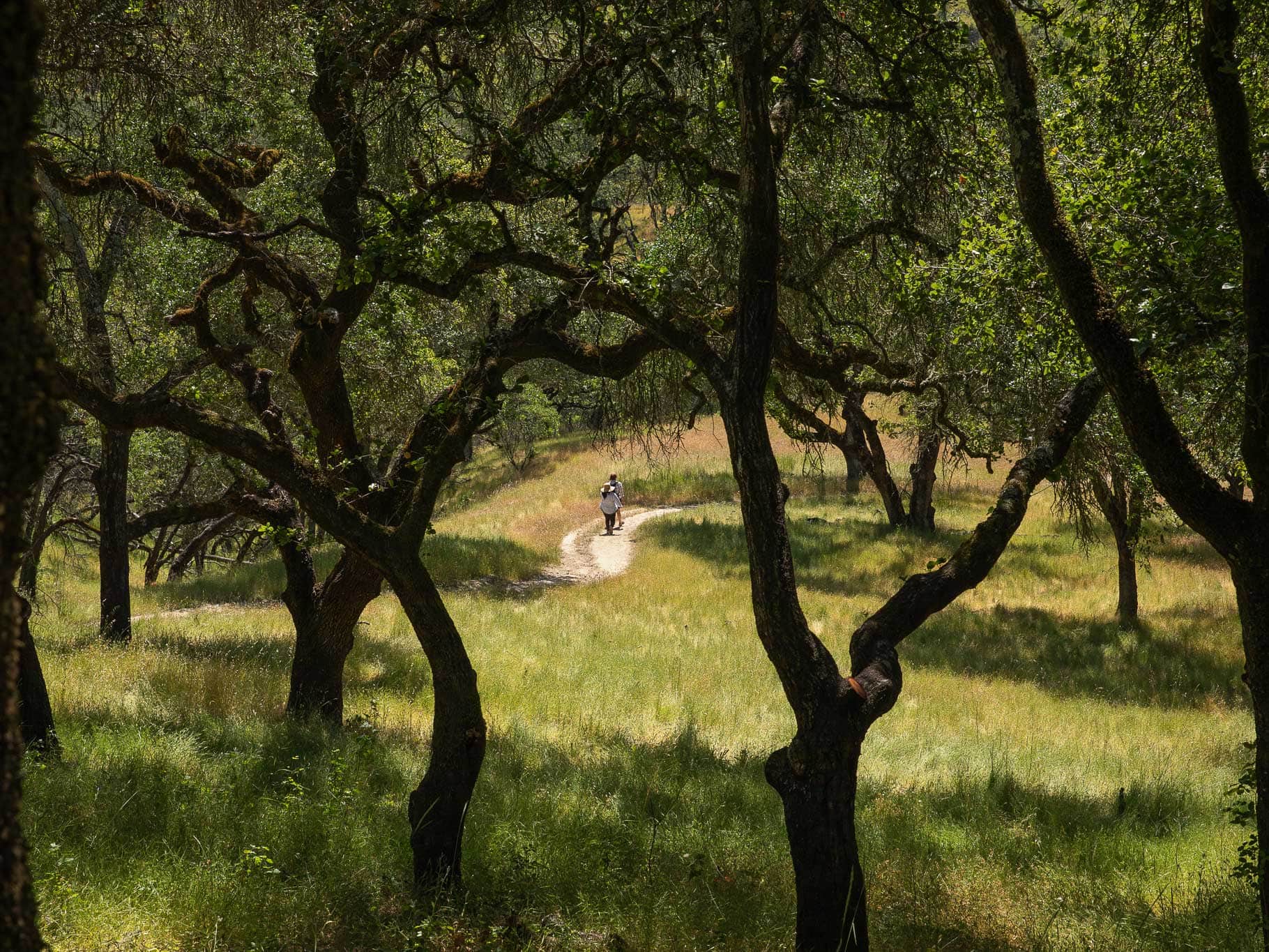 Ridge Trail Shiloh Ranch Regional Park