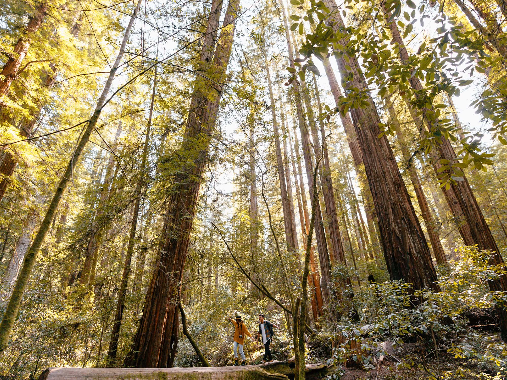 Hiking in Armstrong Redwoods State Natural Reserve