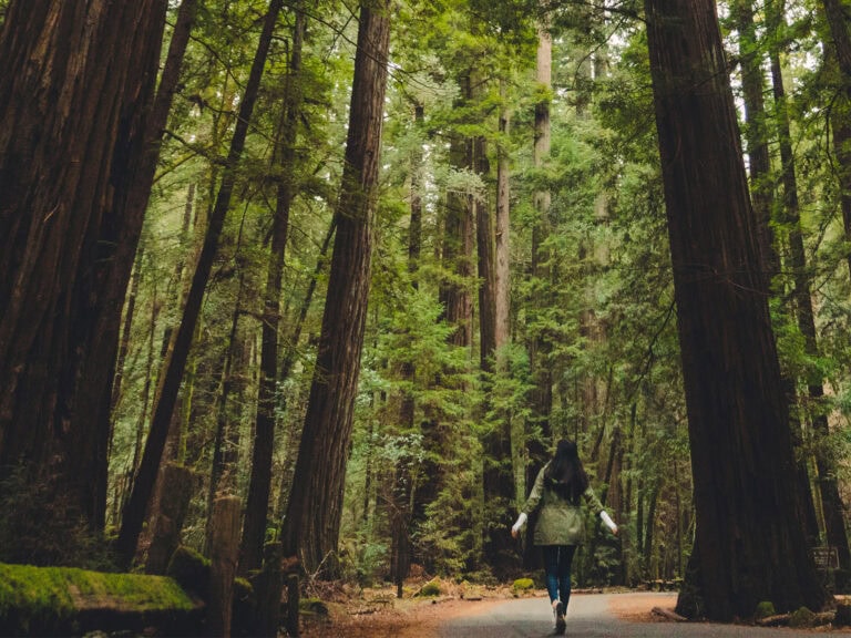 Walking Through Armstrong Redwoods at Armstrong Redwoods State Natural Reserve in Guerneville