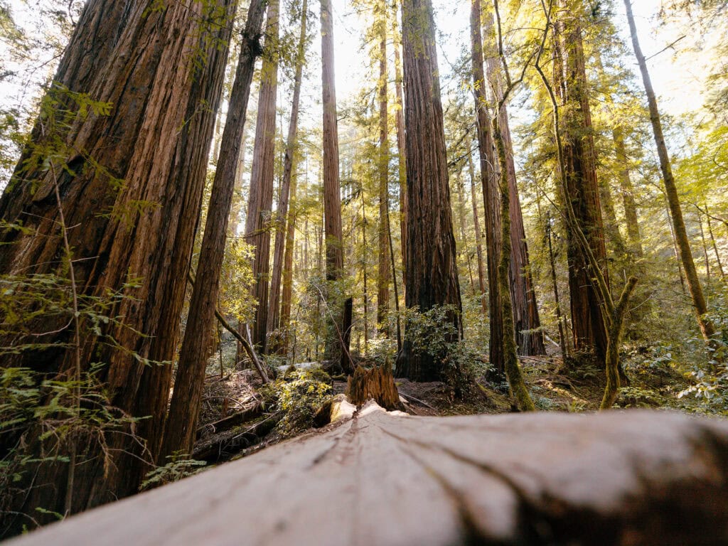 Redwoods at Armstrong Redwoods State Natural Reserve, Guerneville