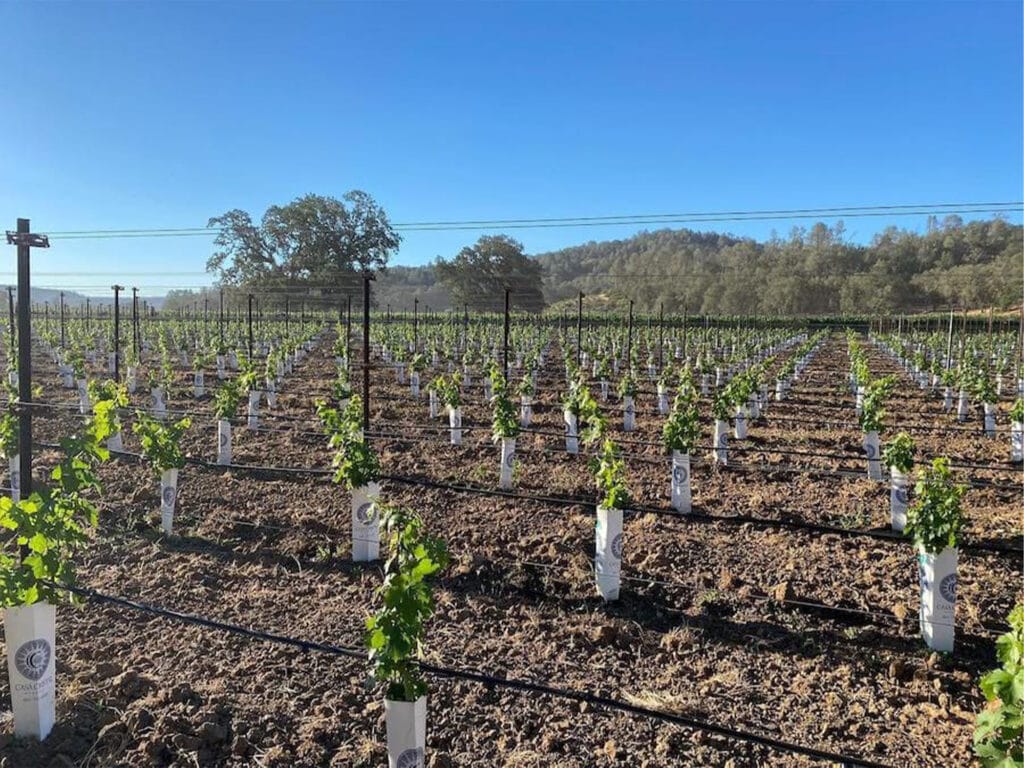 baby grapevines in Sonoma County