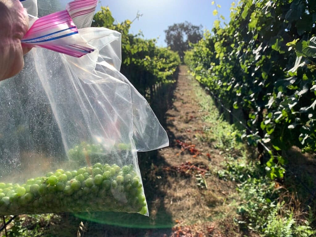 Bag of grape berries in Sonoma County for tasting