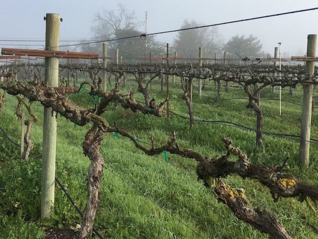 Bare grapevines Sonoma County