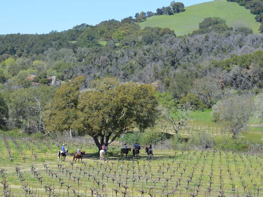 people riding horses in vineyards with green hills in the background