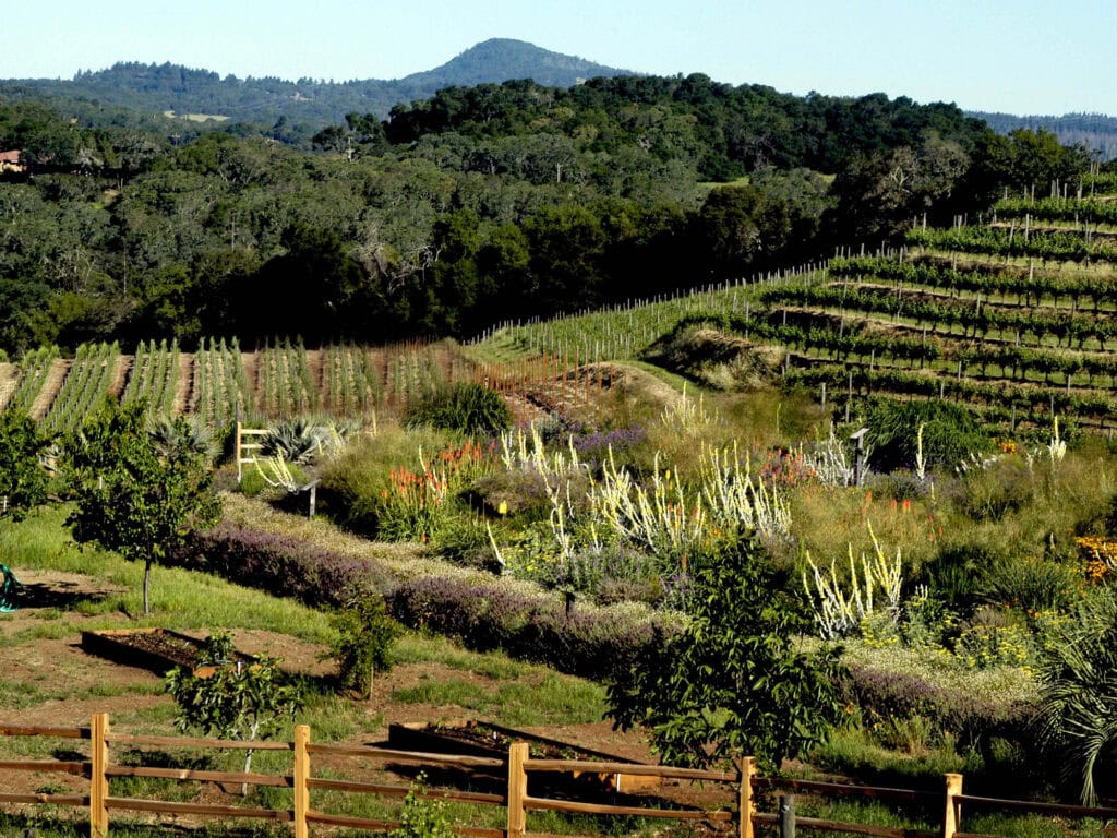 landscape scenery at benziger winery