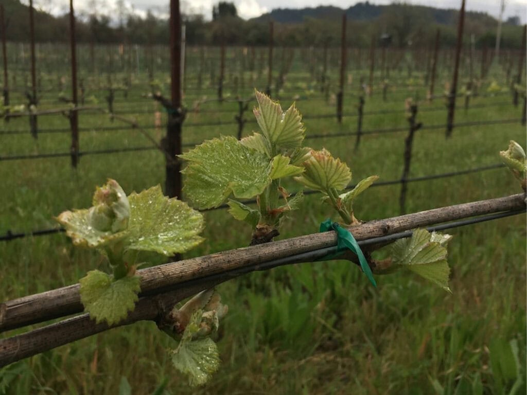 Sonoma County bud break on grapevines