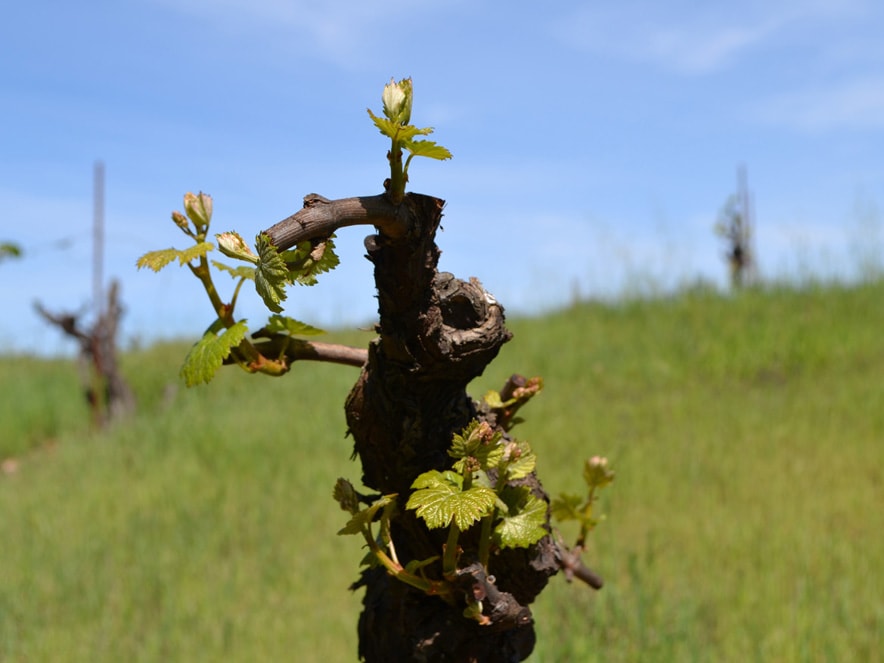 Buds on grapevines.