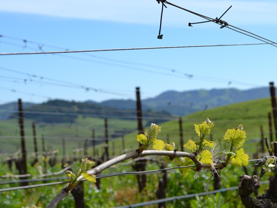 Close-up of buds on the grapevines.