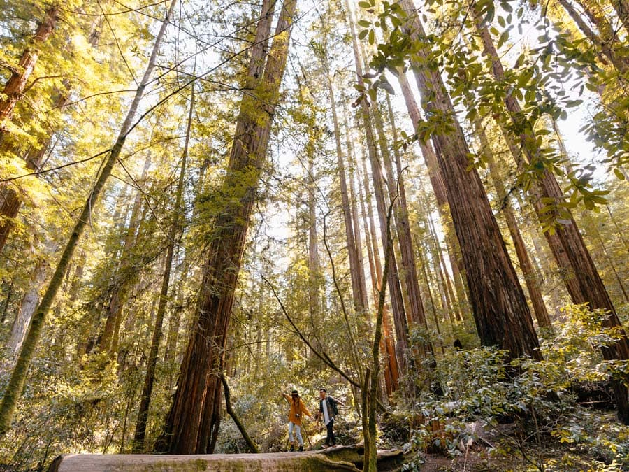 People walk along a redwood forest