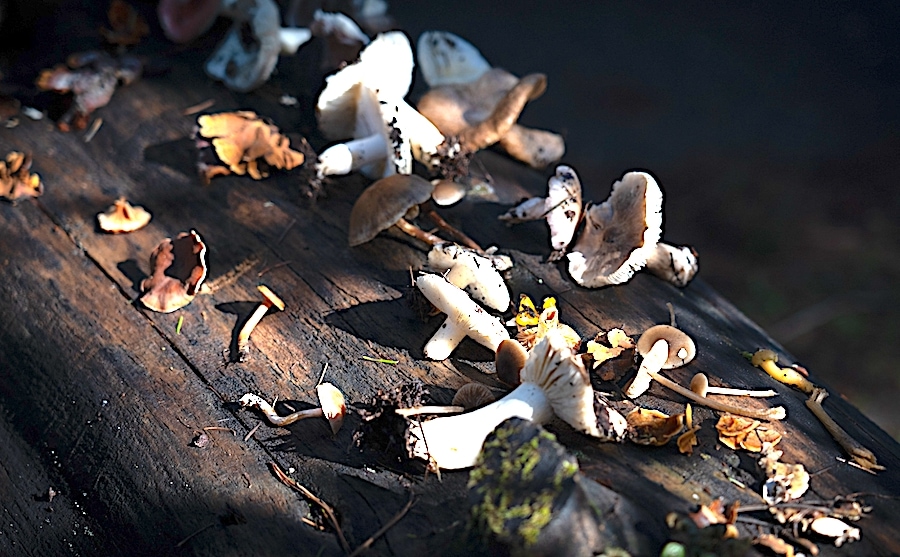 Mushroom ID session with SOMA at Salt Point State Park 