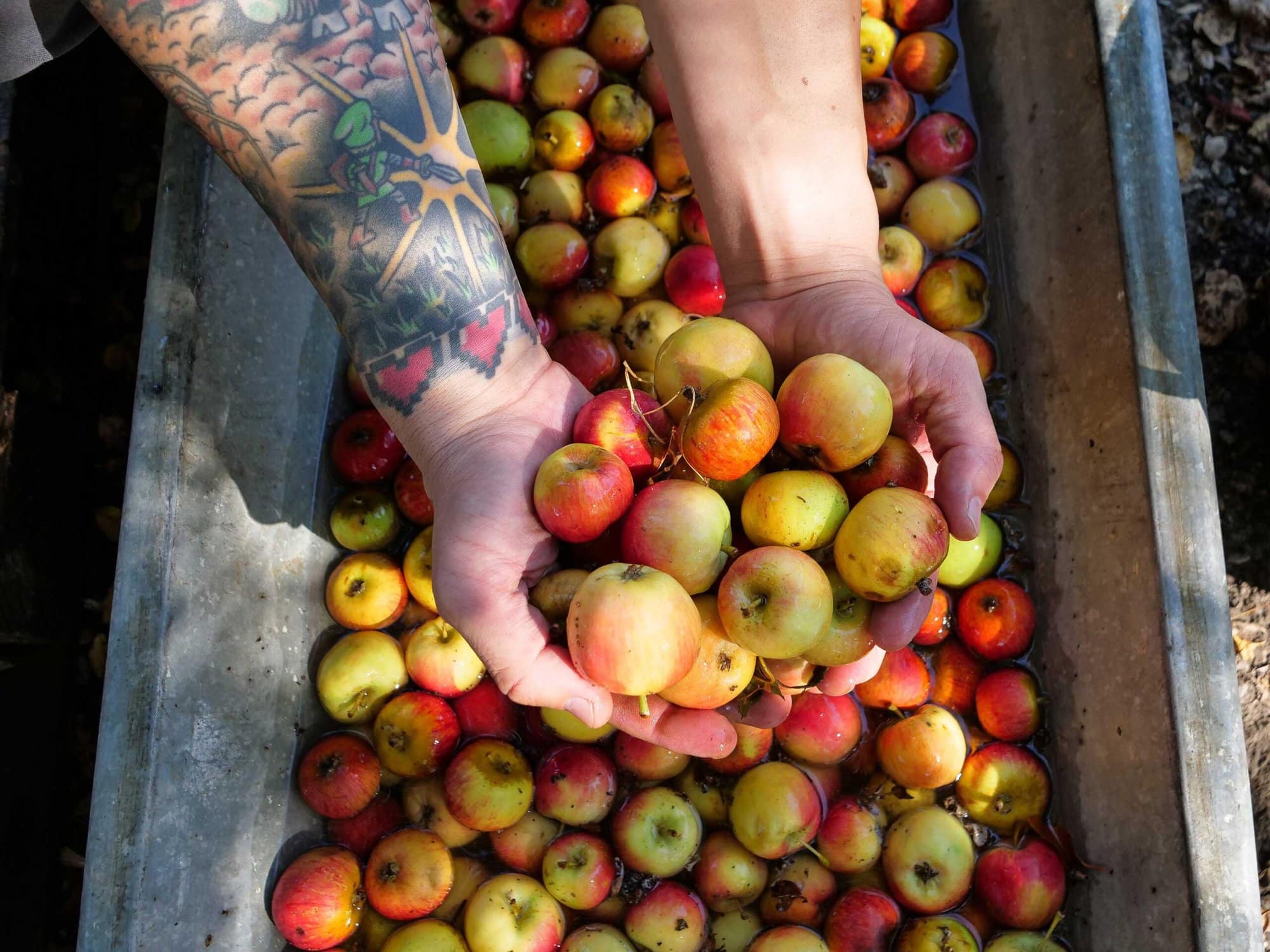 Ethic Cider in Sebastopol, CA