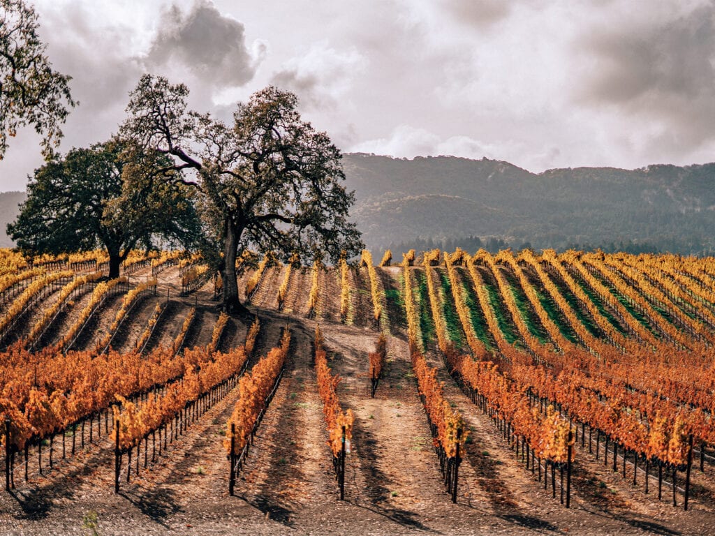 Fall Vineyards BR Cohn Tasting Room Sonoma