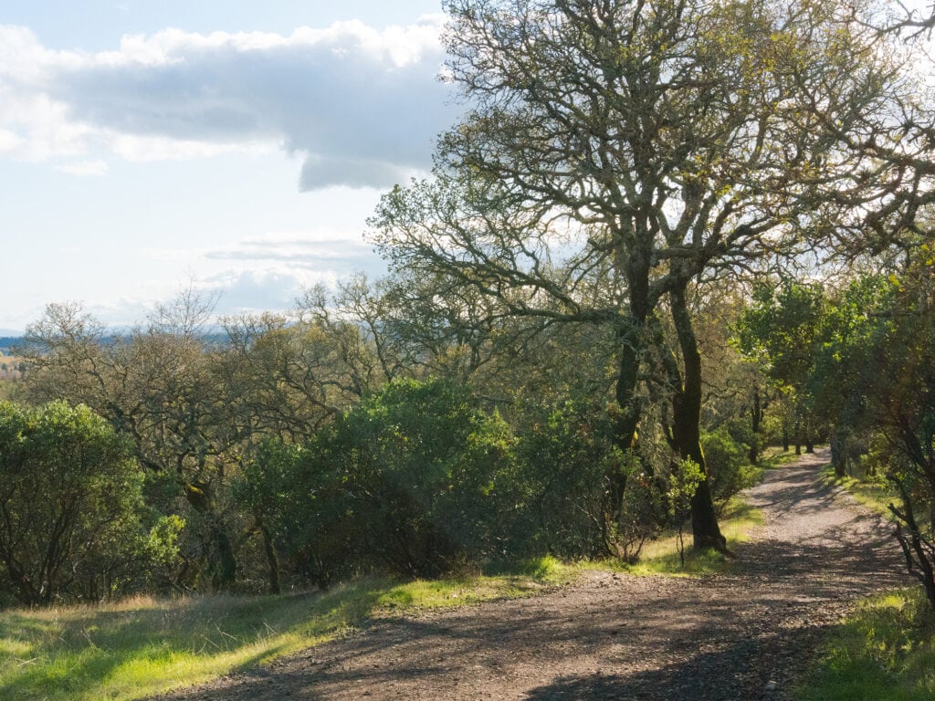 Trail surrounded by beautiful scenery at Foothill Regional Park.