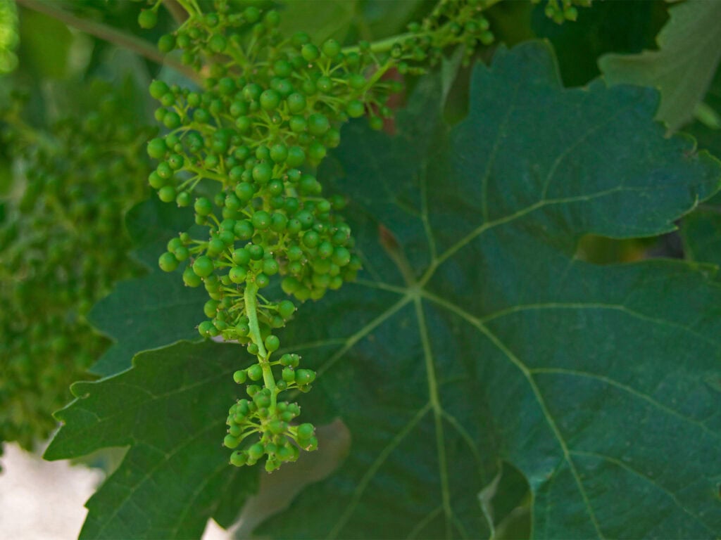 fruit setting on grapevine in Sonoma County