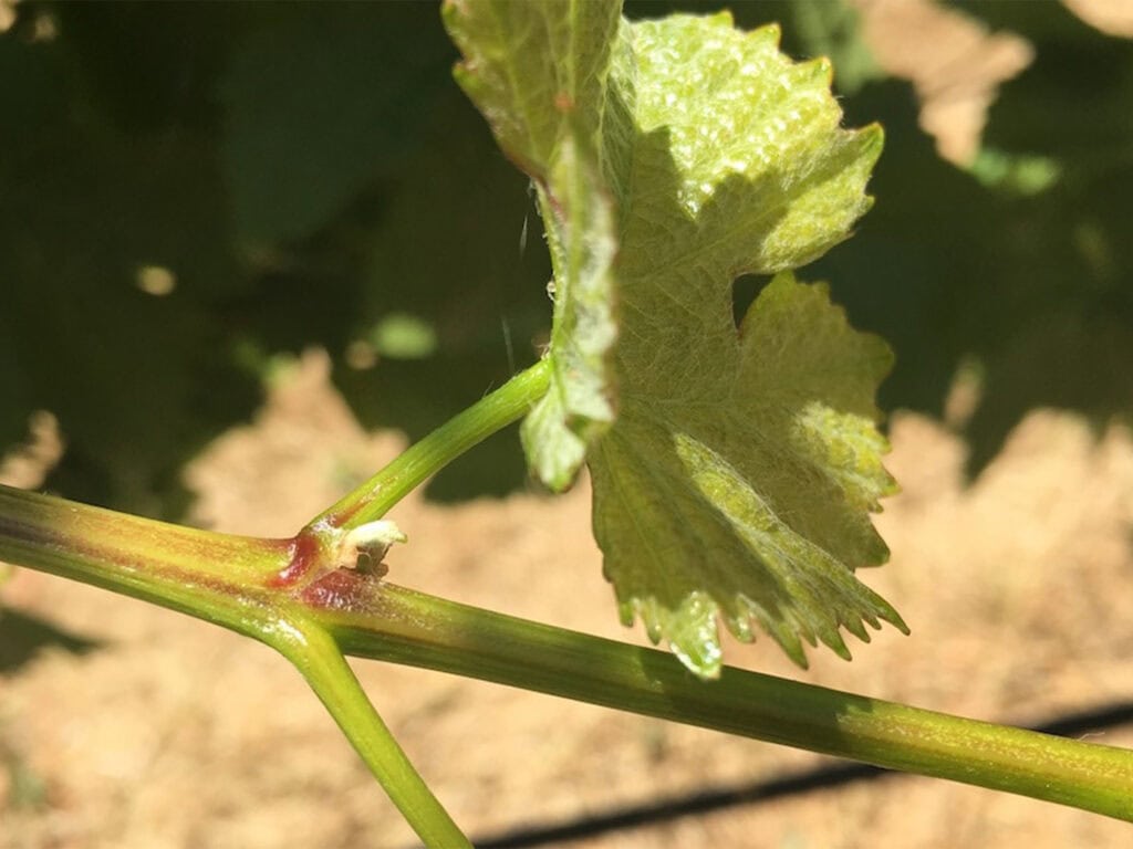 grape leaf shoots and floral buds in Sonoma County