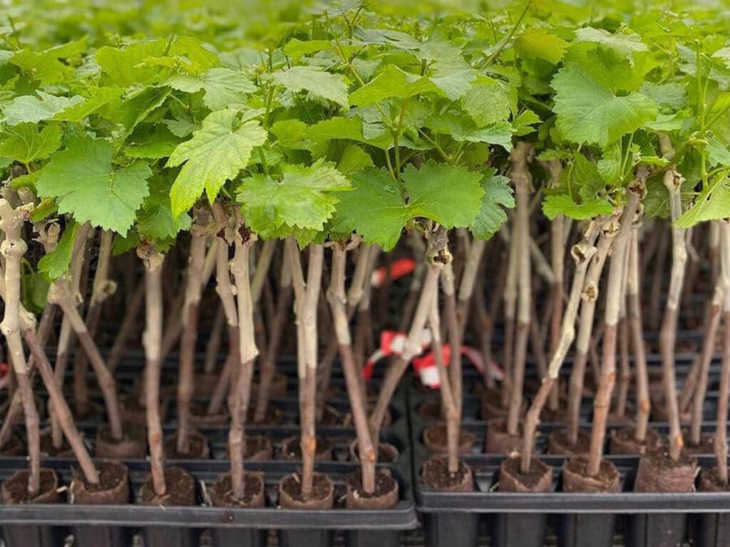 Sonoma County Grape Starters in nursery