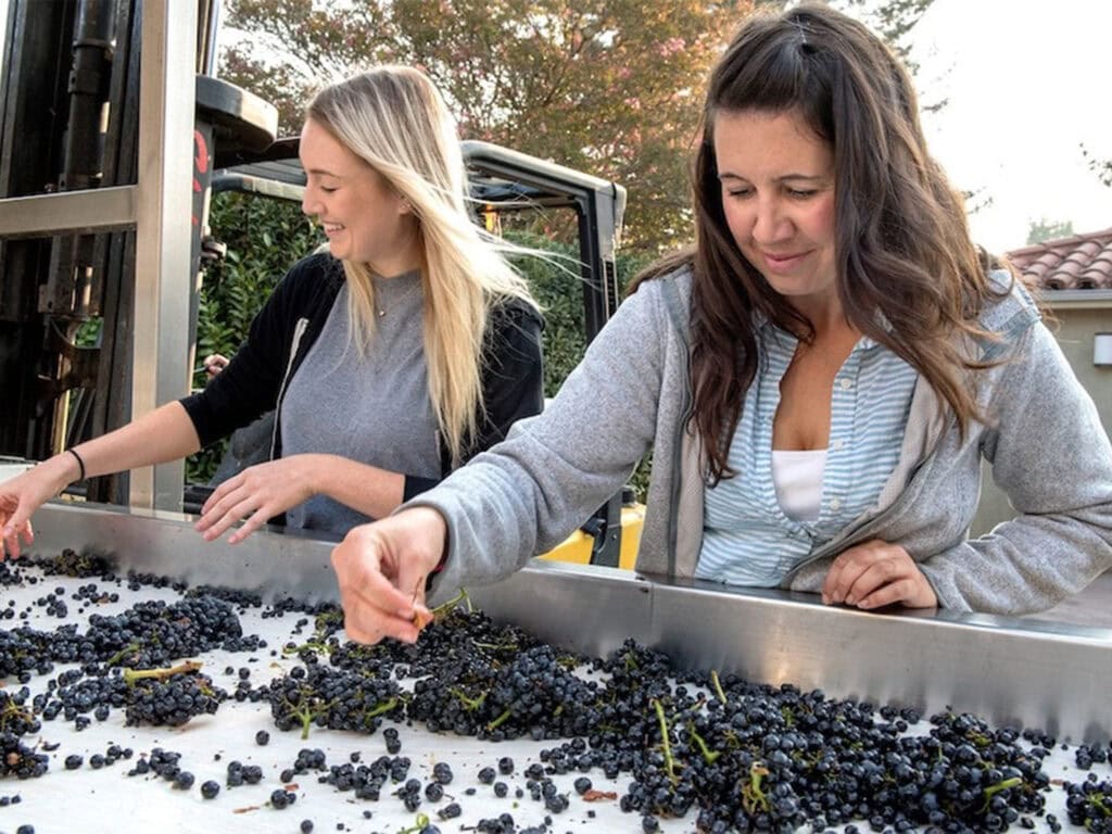 grape sorting in Sonoma County