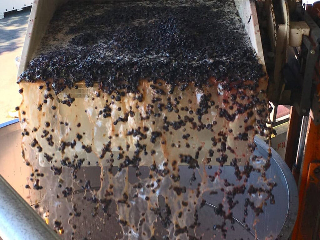 grapes transferred to stainless steel tanks to ferment