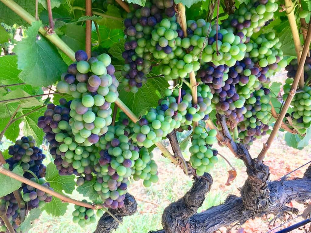 grapes changing colors on the vines in Sonoma County