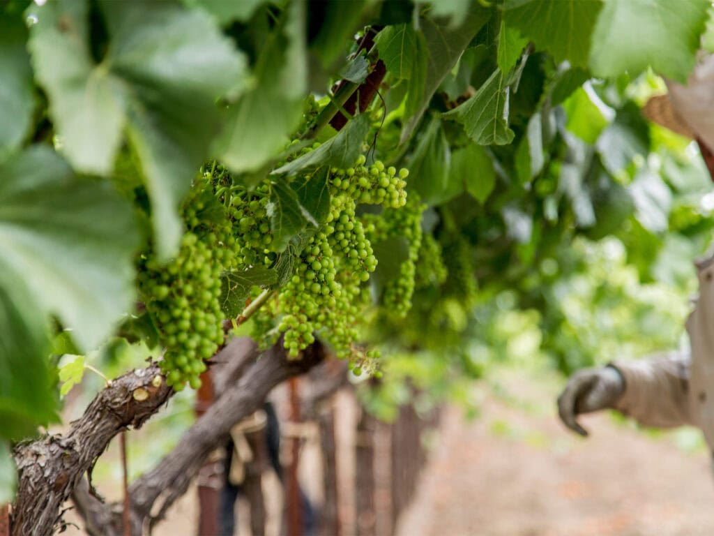 grapes ripping in Sonoma County