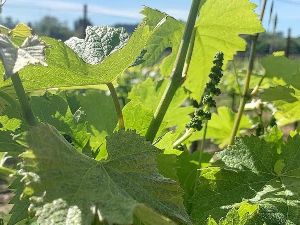 grapevines beginning to flower in Sonoma County