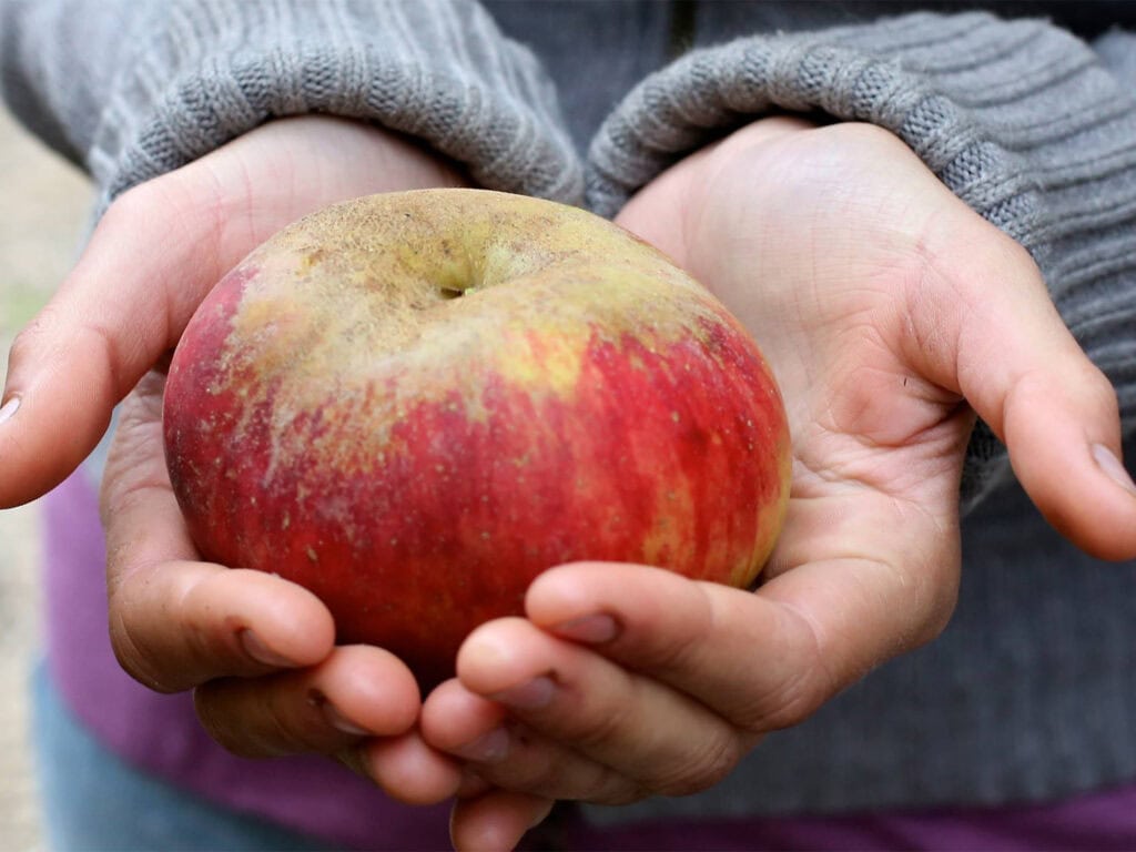 A person holds a Gravenstein apple to made into cider by Golden State Cider, Sonoma County