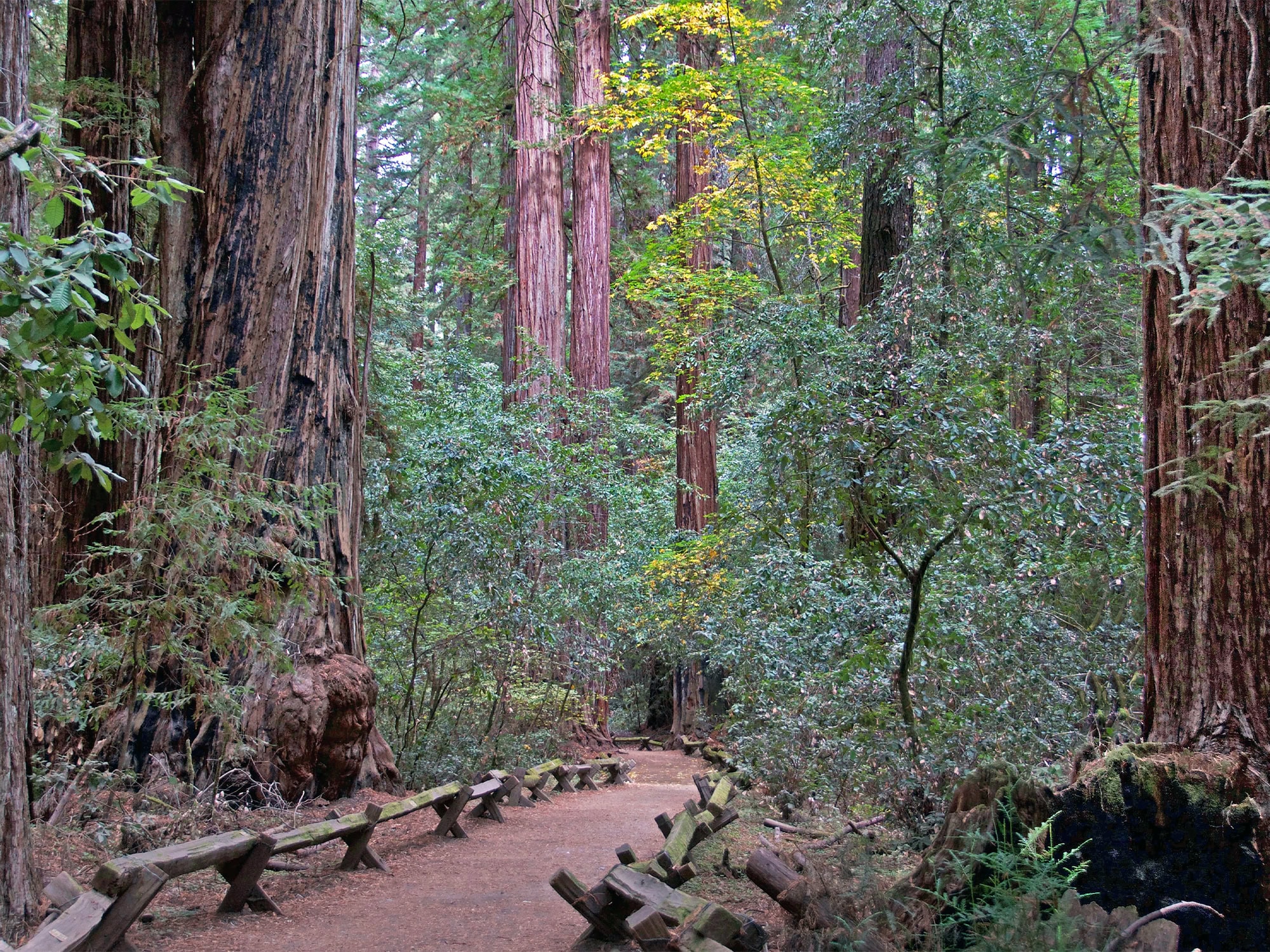 Redwood trees towering in the park