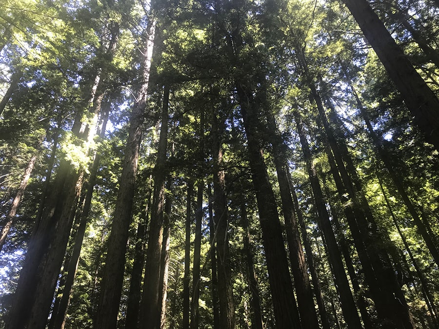 Grove of Old Trees