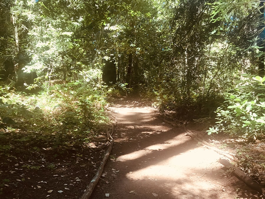 Grove of Old Trees