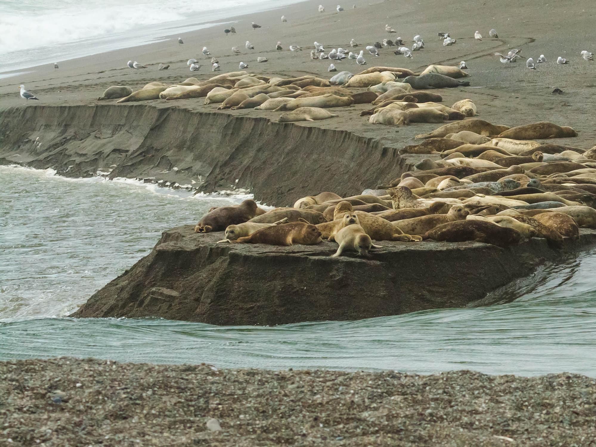 Seal in Jenner, CA