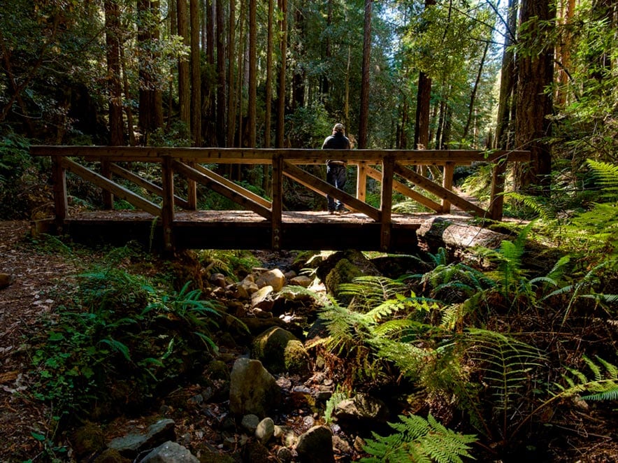 A person stands on a bridge surrounded by ferns at Kruse Rhododendron State Reserve