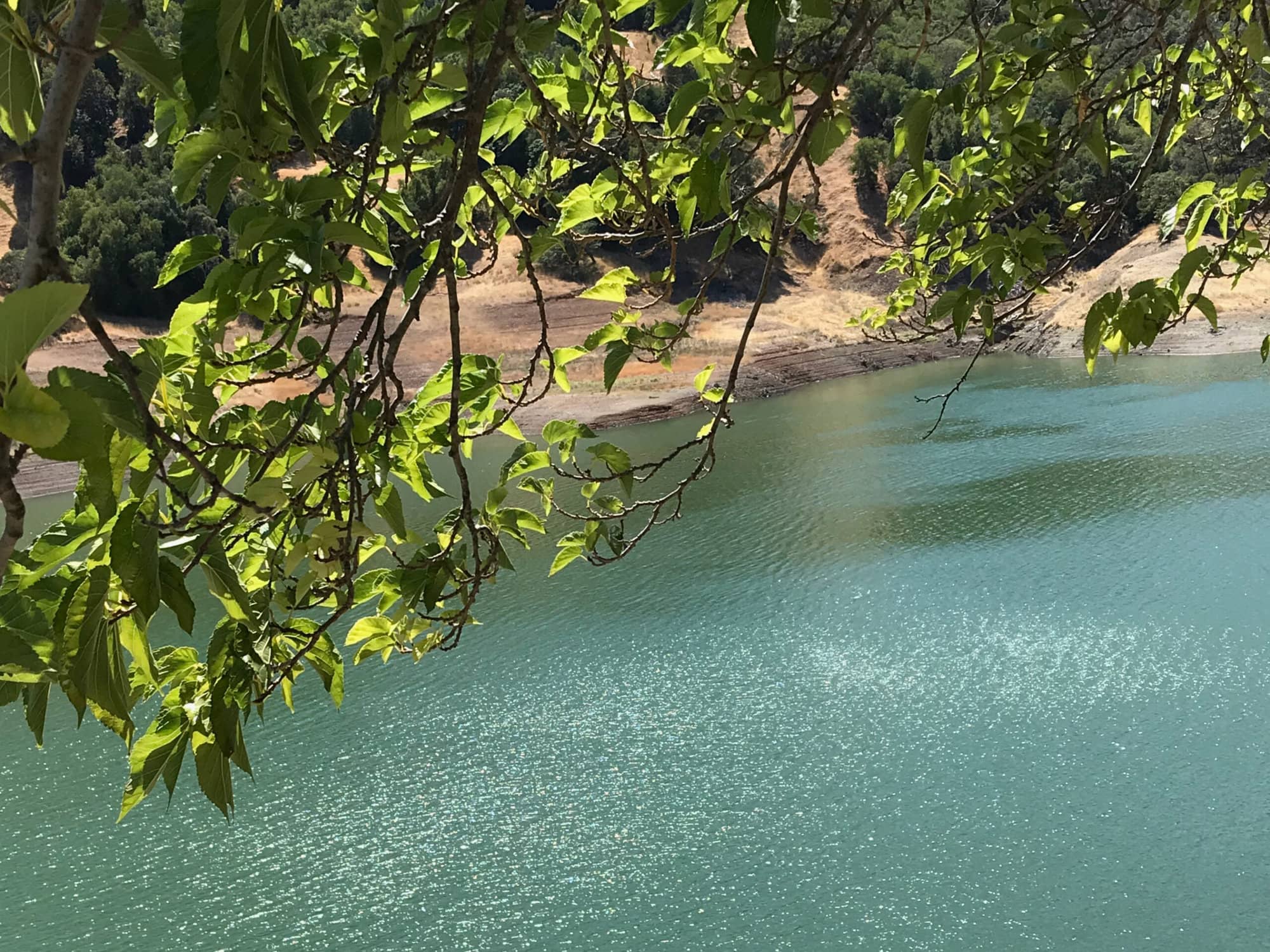 Lake Sonoma Leaves