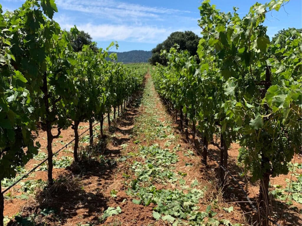 Sonoma County leafing process of grapevines