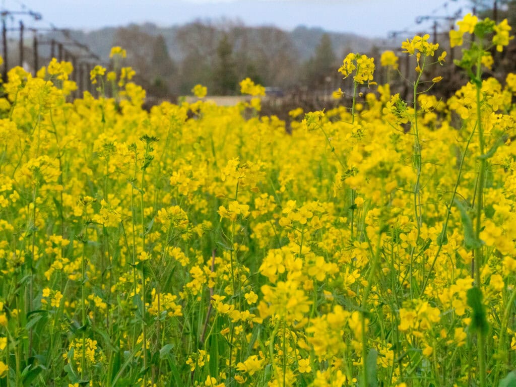 Sonoma County mustard fields in the vineyards