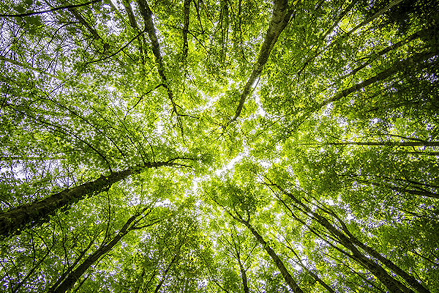 The Hudson Farms Improved Forest Management Project in northern New Jersey