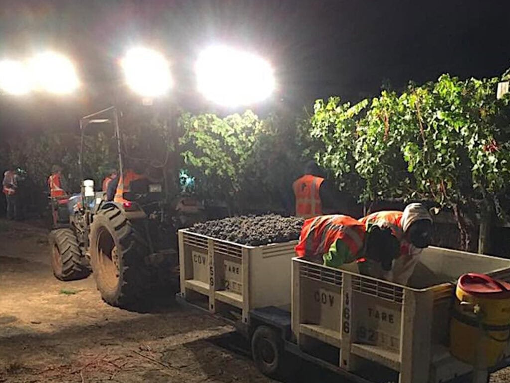 Night grape harvest in Sonoma County