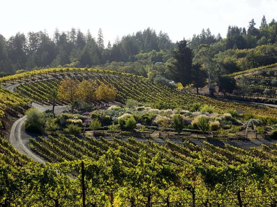 benziger vineyards and olive trees