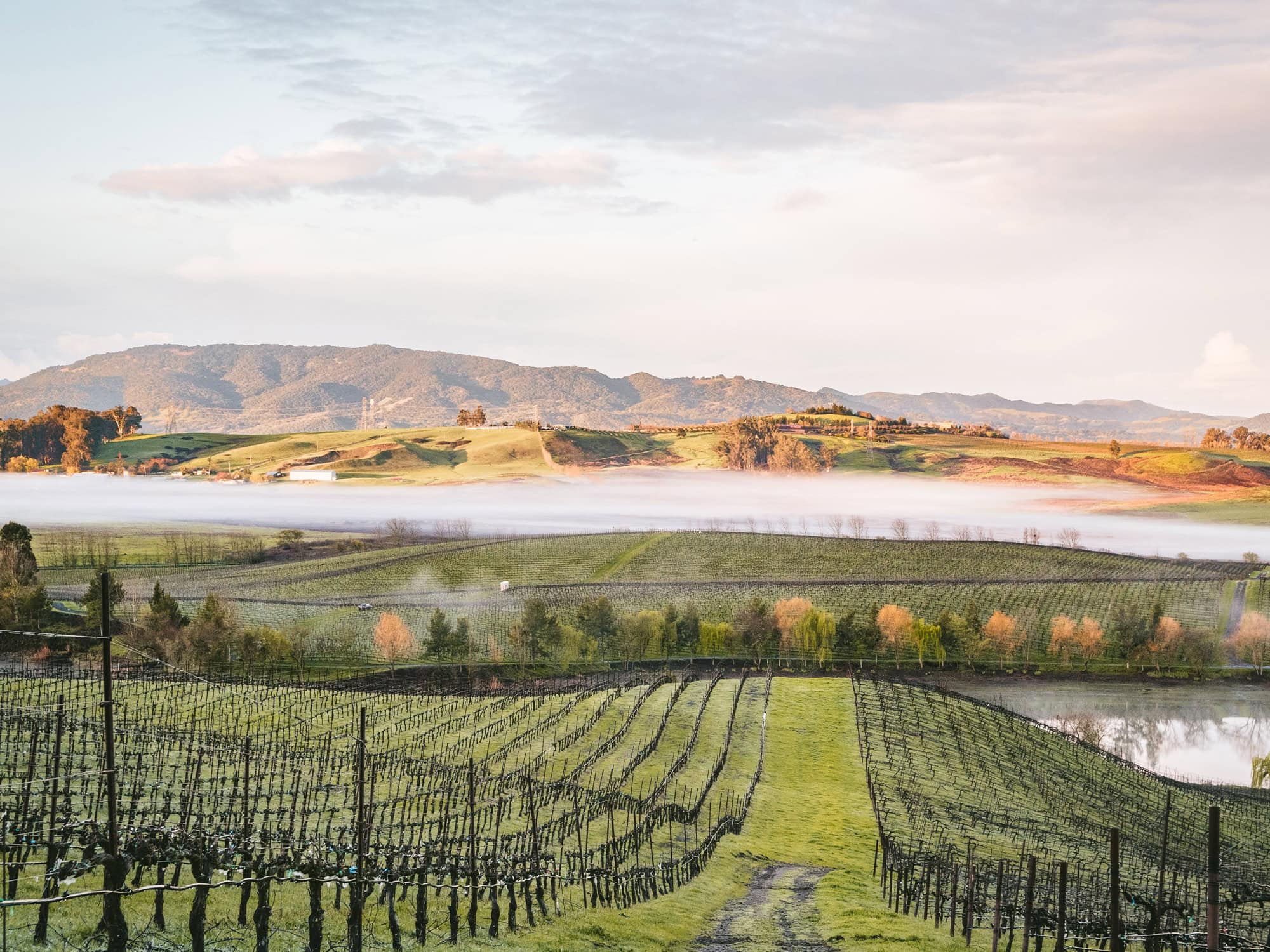 heavy fog on top of the vineyards