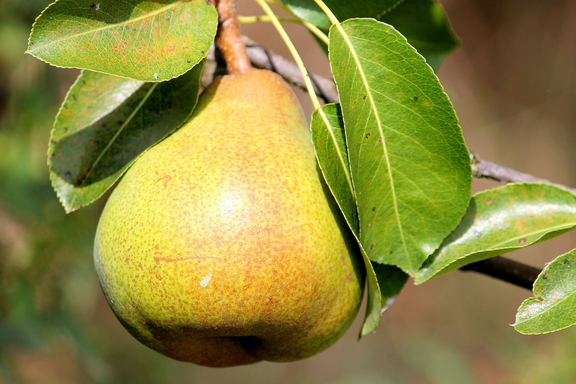 Bartlett pears are generally picked when still green