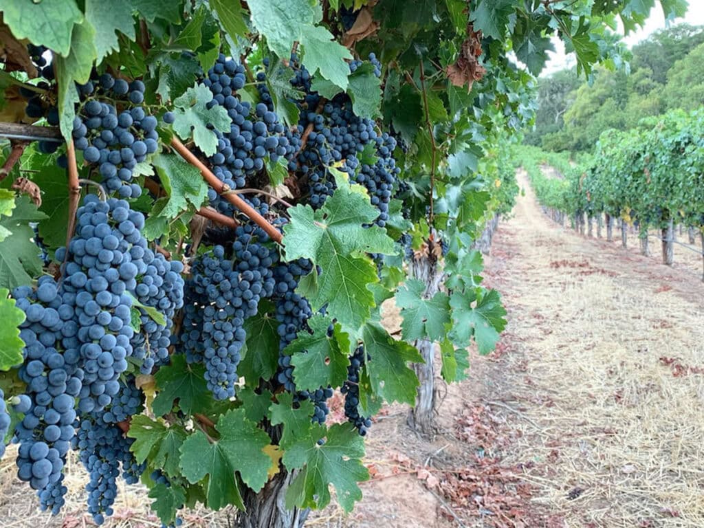 Grapes ripe and ready for harvest in Sonoma County