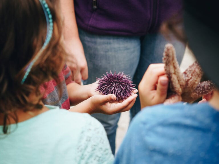 people holding pacific purple sea urchin and star fish