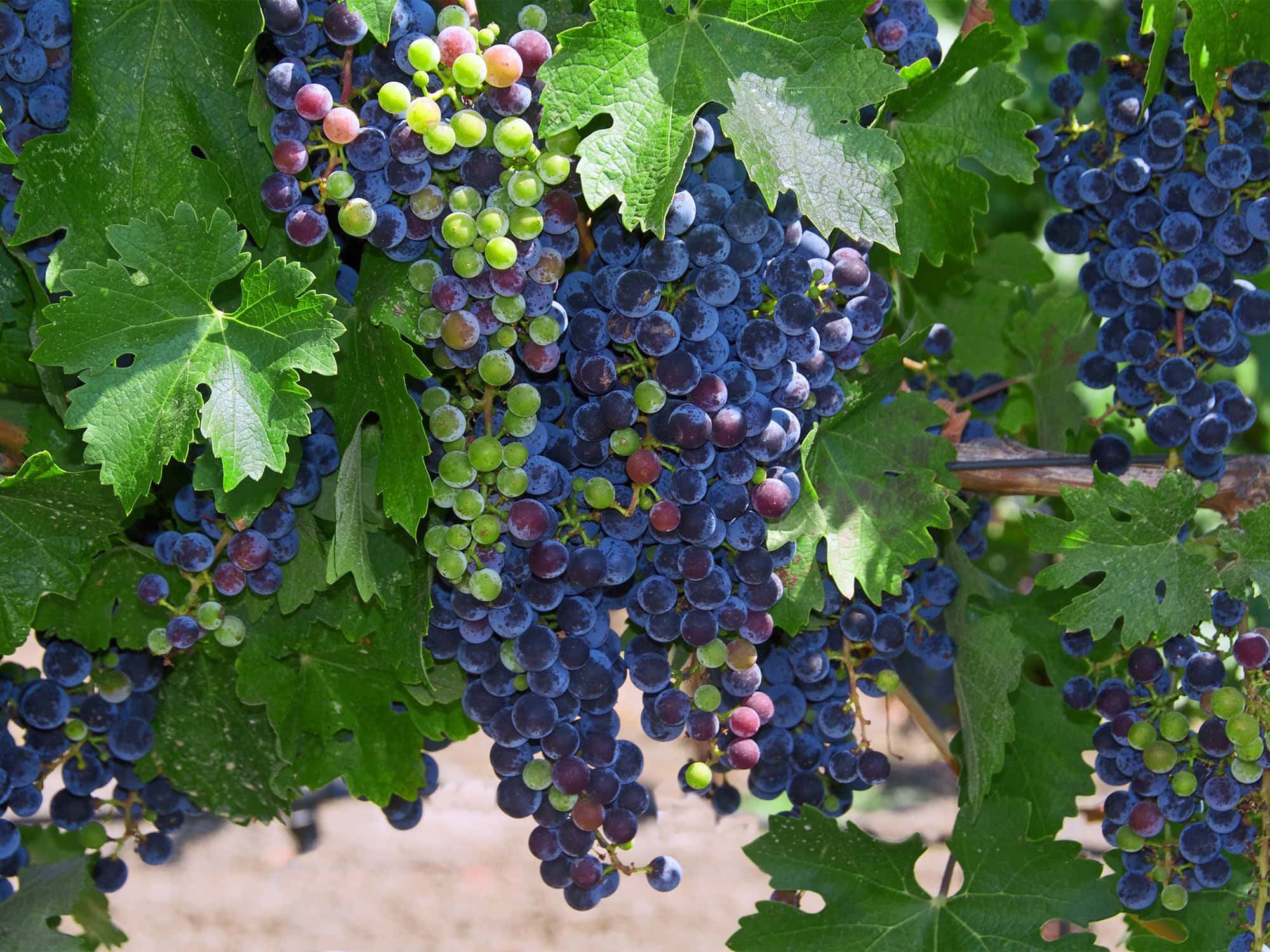 Purple grapes hanging on a vine in Sonoma County